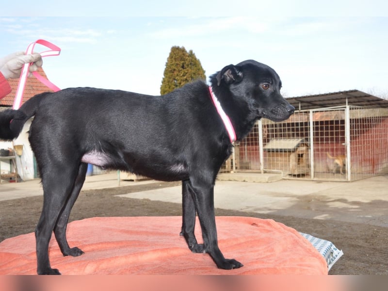 MOUSY❤️freundlicher, schüchterner Sonnenschein und katzenverträglich