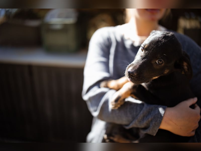 kleiner LUIS❤️süßer, sozialer Racker und ein Strahlen auf vier Pfoten!