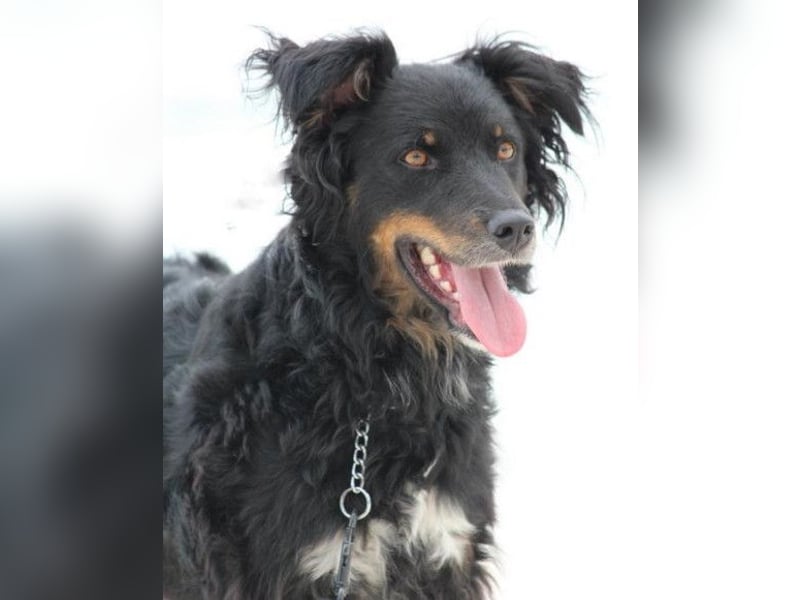 Dina ❤️ sanfte und so liebe Hündin!