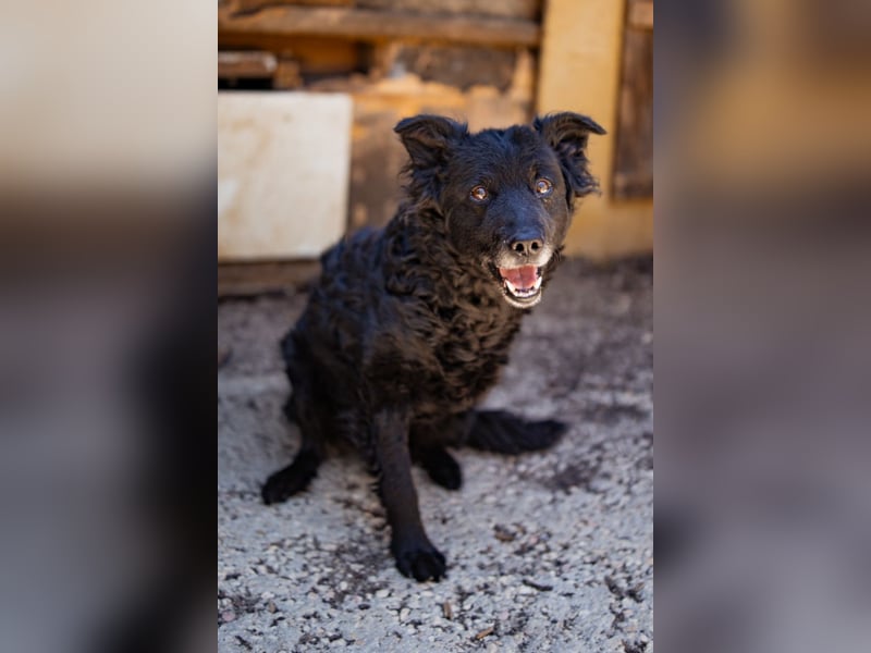 Nox ❤️ liebevoller Kämpfer auf 3-Beinen