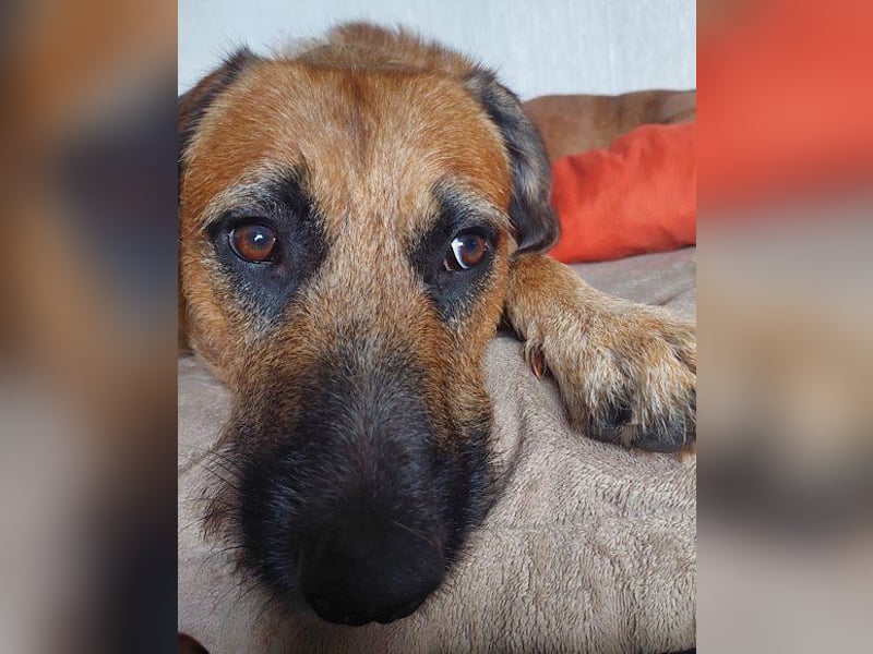 Besuche Taro in 24885 Sieverstedt