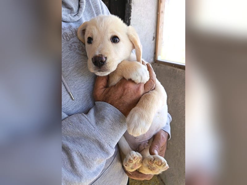 Klein ♥Luan♥ fröhlicher, neugieriger Welpenbub