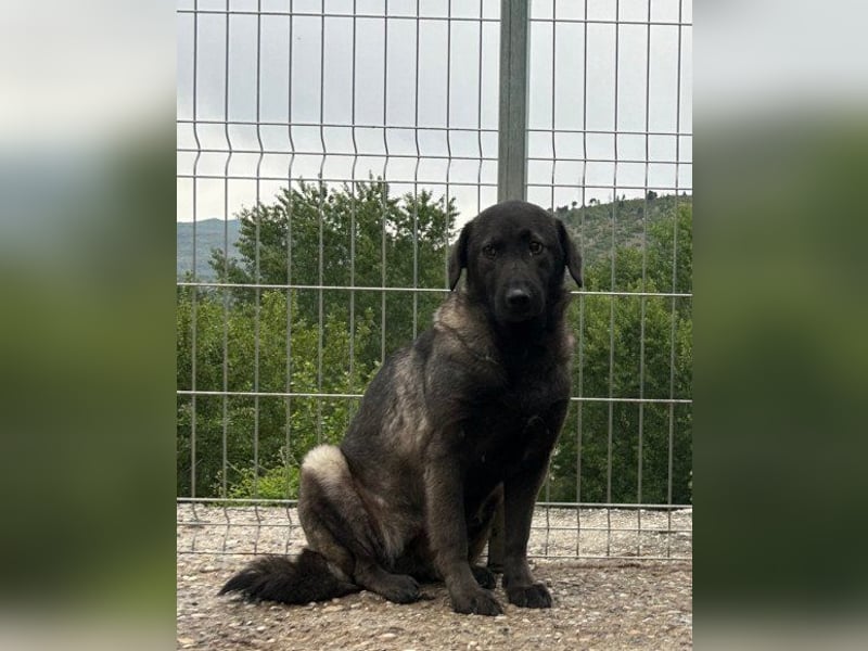 Viva - schüchtern und liebevoll ♥︎