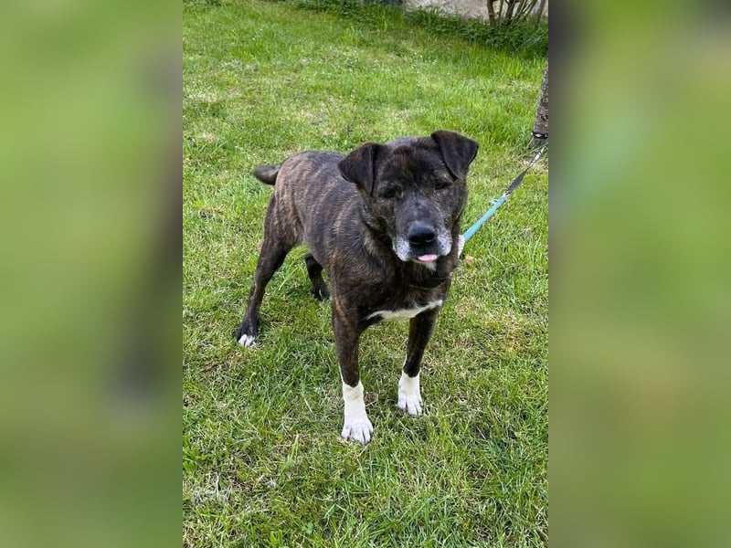 Ebelin ❤️ so herzensguter Familienhund!