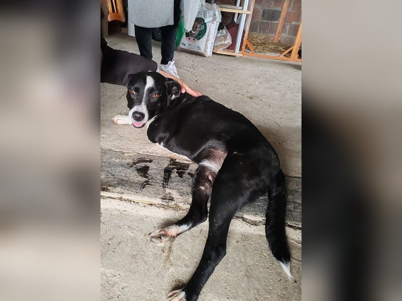 Betty ❤️ verschmuste & anhängliche Hundedame