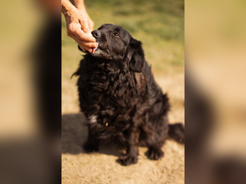 Norman - ein rundum toller Rüde