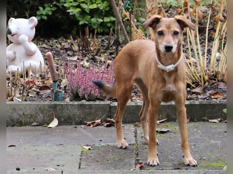 Notfellchen-Mathilda ❤ wartet in 90427 Nürnberg