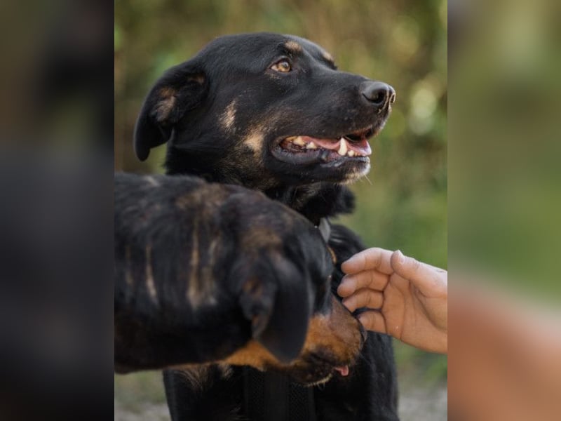 Percy ❤️ aufgeschlossen & verkuschelt!