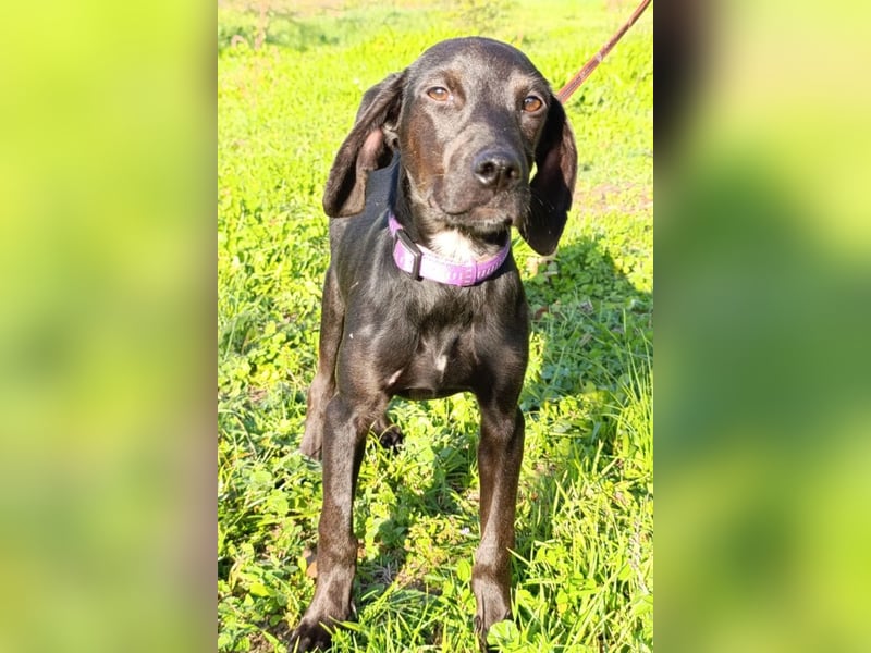 Luna ❤️ fröhliches, aktives Hundemädchen