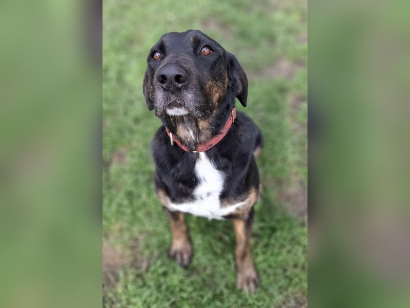 Leo ❤️ wartet in 84524 Neuötting