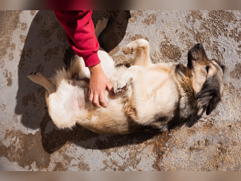 Sanfte Sophy ♥️ Fellfreundin fürs Leben