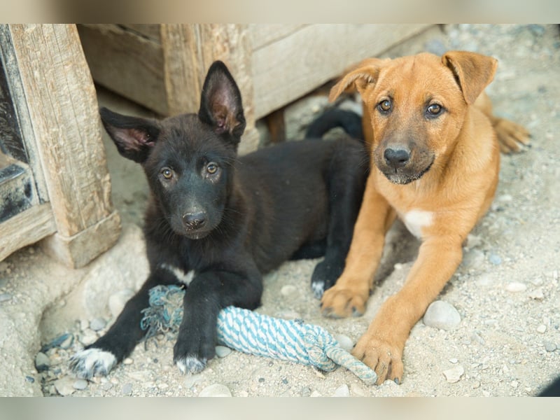 Zuckerschnute YVETTE❤️fröhliches, verkuscheltes Welpenmädchen sucht ihr Für-Immer-Körbchen
