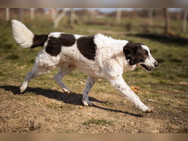 Toller Rüde ♥Thor♥ ruhig & ausgeglichen mit einem kleinen Tick