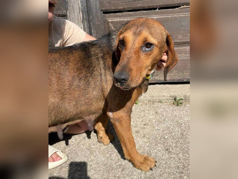 Reina in 01640 Coswig