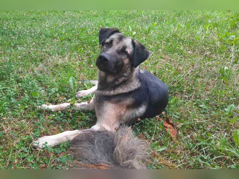 GoodBoy ♥Buddy♥ sucht seinen treuen Buddy auf 2 Beinen