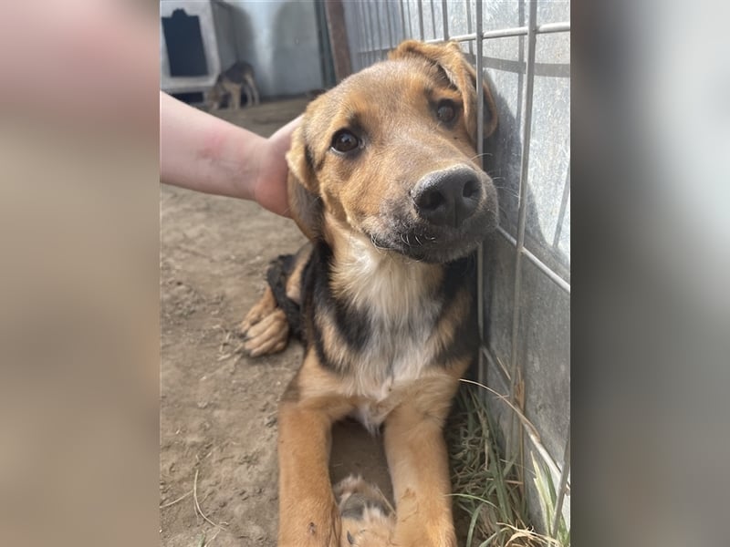 Houston, geb. ca. 07/2023, lebt in GRIECHENLAND, auf einer privaten Pflegestelle