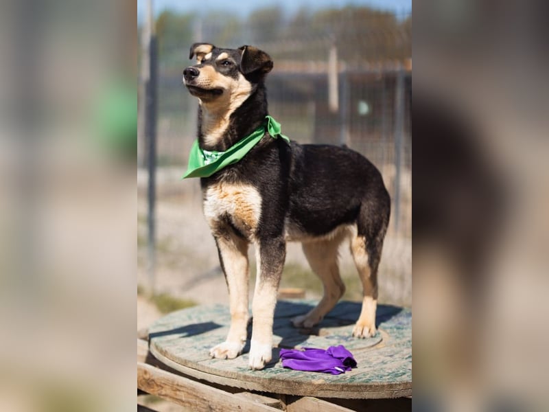 Norio ❤️ kuschliger, verspielter junger Hundebub