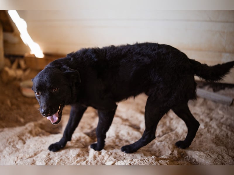 Bruce ❤️ Sanftmütig, loyal, verschmust! Bruce ❤️ Sanftmütig, loyal, verschmust!