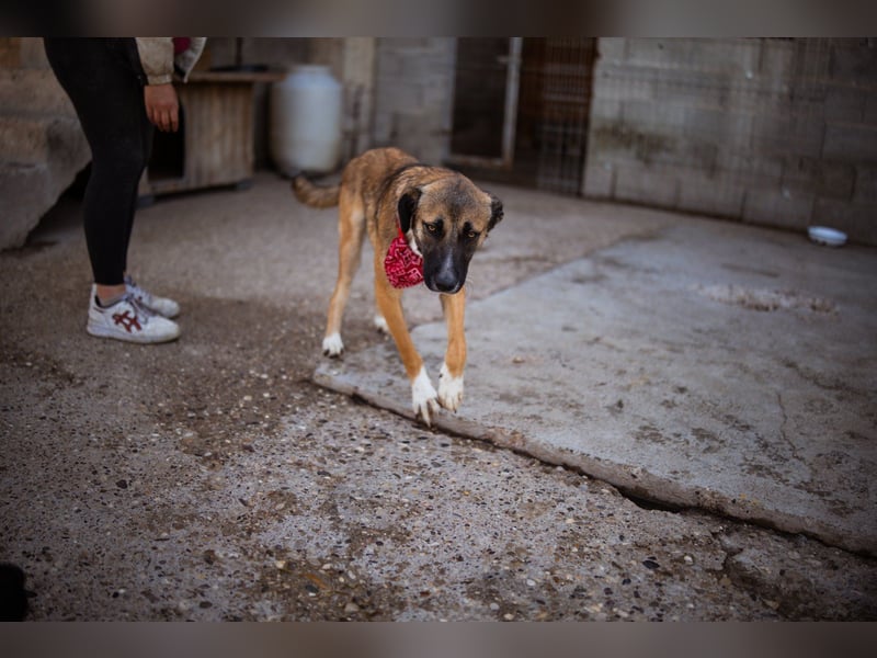 Liebste Lisa - die pure Lebensfreude auf 4 Pfoten