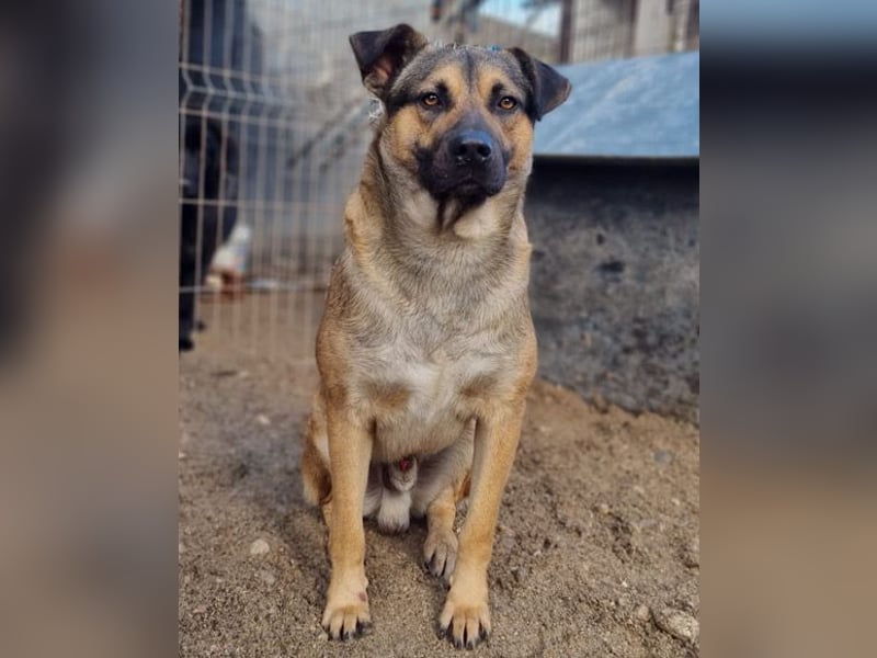 Good-Boy LINO❤️zutraulich, sozial & aufgeschlossen