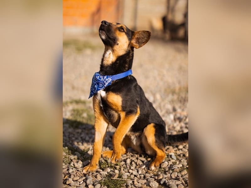 Loki ❤️ verspielter + neugieriger Hundebub