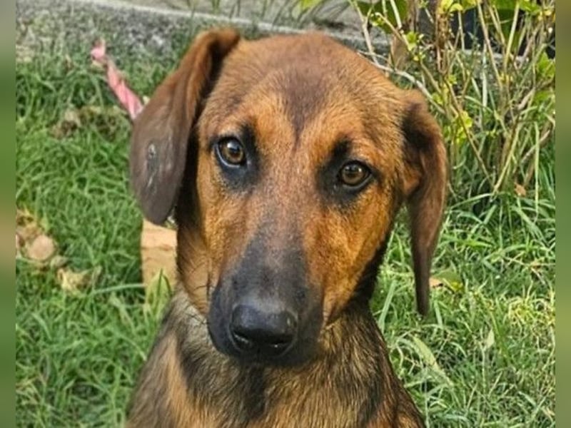 Dragana ❤️ Schmusemaus sucht Zuhause