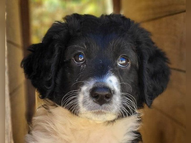 Süße Welpin ♥Suki♥ sucht ihre Menschen