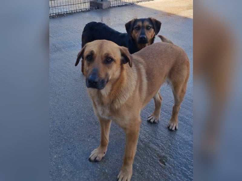 Wundervolle Aylini sucht ein Zuhause