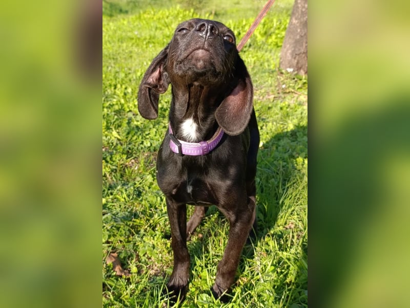 Luna ❤️ fröhliches, aktives Hundemädchen