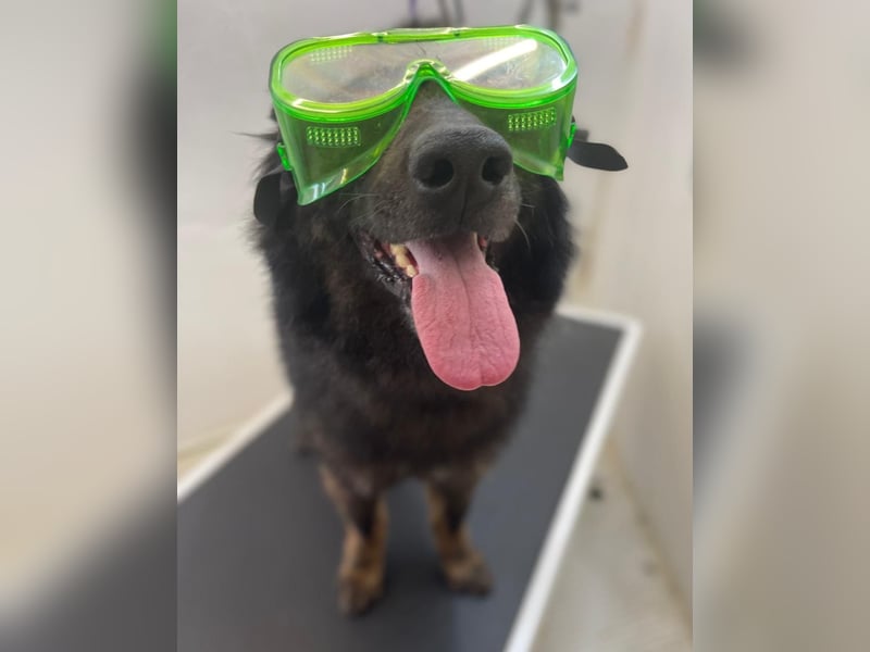 Freundlicher Baron sucht seine Familie