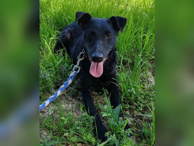 Hana - wundervolle, liebe Zuckerschnute mit einem kleinen Tick