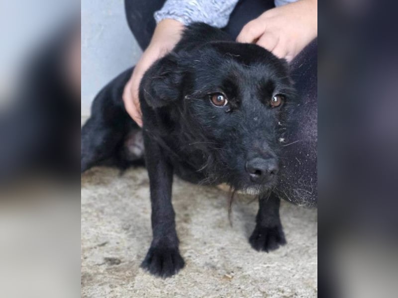 Traumhündin Ebony ❤️ verträglich, lieb, offen!