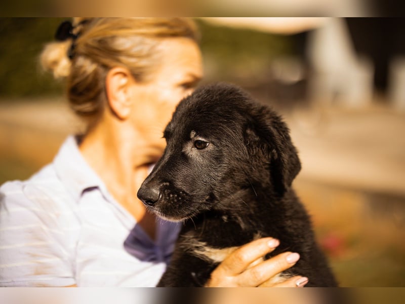 Junger Cosmo - charmanter Schäfi-Mix-Bub