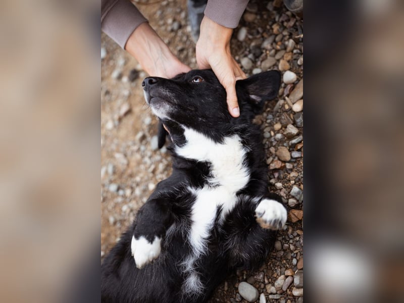 BOBI❤️sanfter, liebevoller & treuer Schatz sucht ein Zuhause voller Liebe!
