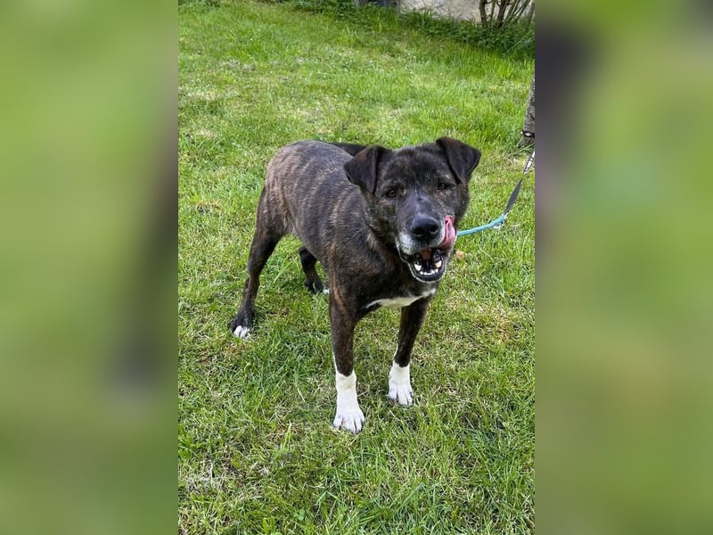 Ebelin ❤️ so herzensguter Familienhund!