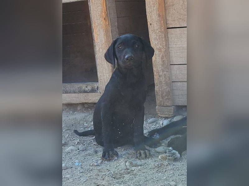 Schmusemaus RIEKA❤️verspieltes, fröhliches, aufgewecktes Welpenherzchen sucht ihre Für-Immer-Familie