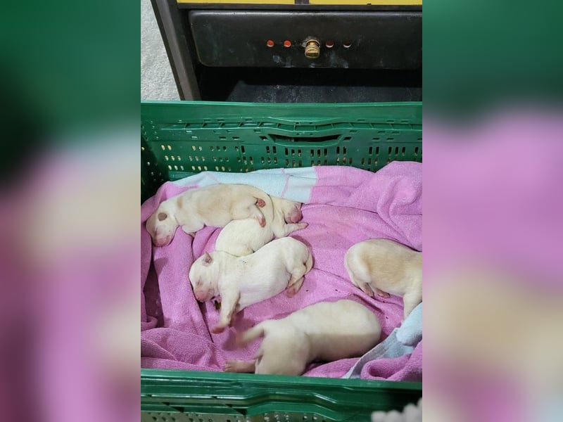 Klein ♥Luan♥ fröhlicher, neugieriger Welpenbub