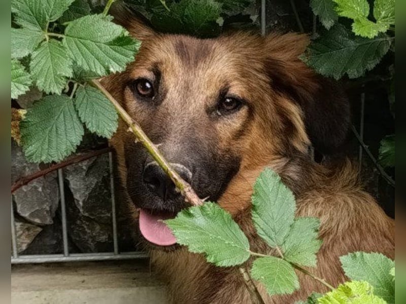 Schüchterne Crissi - braucht Liebe und Halt