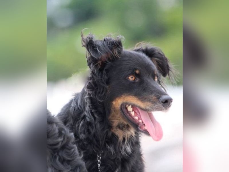 Dina ❤️ sanfte und so liebe Hündin!