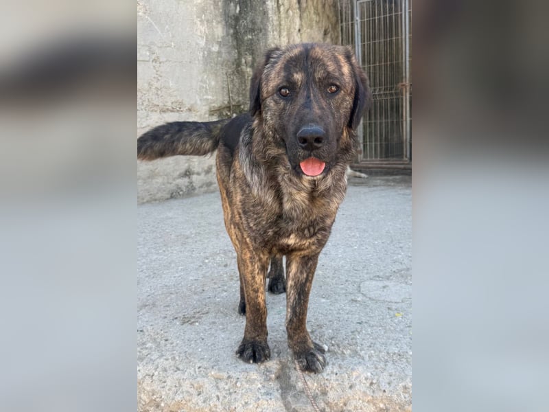 Ludwig ❤️ unser lieber, verschmuster Jungrüde!