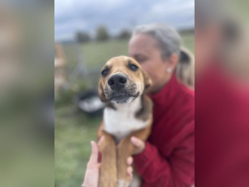 Welpenmädchen Mandy