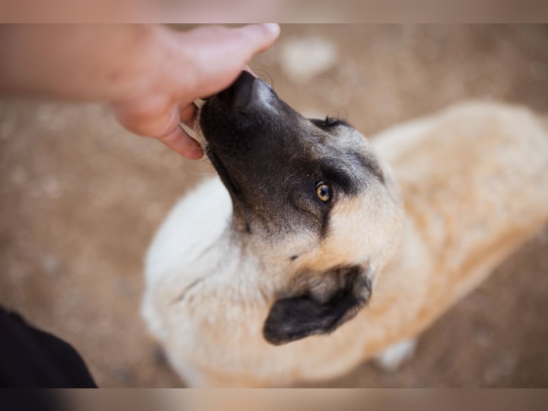 Sofia ♥️ liebe und aktive HSH-Mix-Junghündin