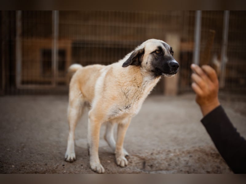 Sofia ♥️ liebe und aktive HSH-Mix-Junghündin