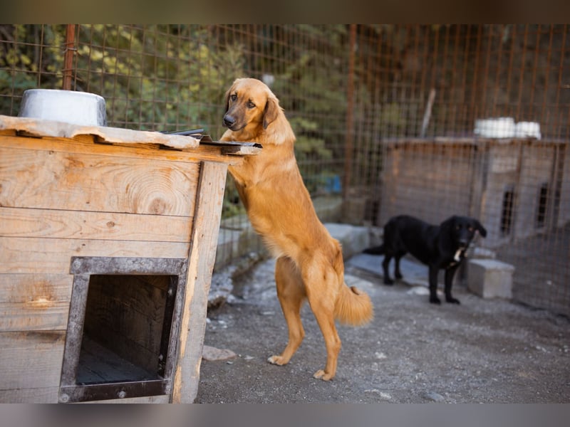 Schnuckel ♥Bettie♥ will spielen & kuscheln