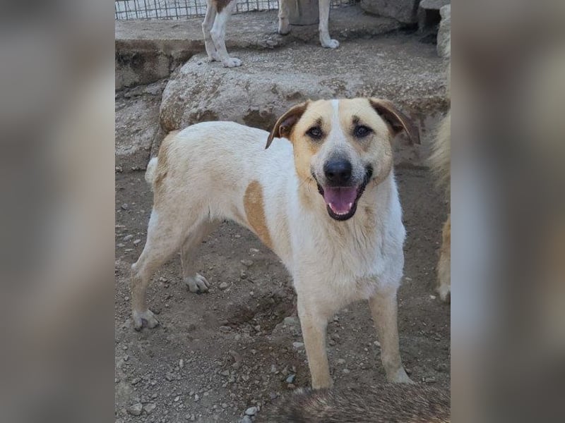 Liebe Nala möchte bei dir einziehen ❤