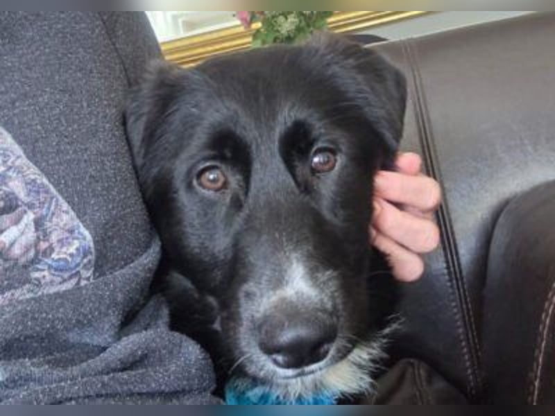 Sienna süße junge Schäfi-Mix-Schnute