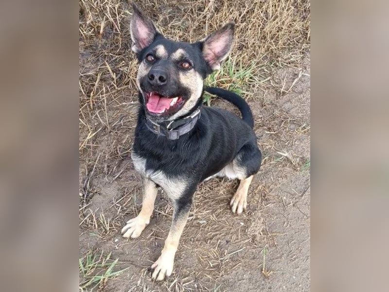 Otto ❤️ so freundlich und verträglich! Otto ❤️ so freundlich und verträglich!