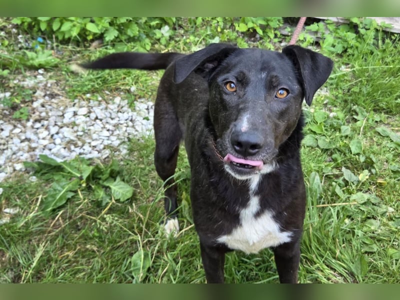 Amber ❤️ sanfte + verträgliche Seele!