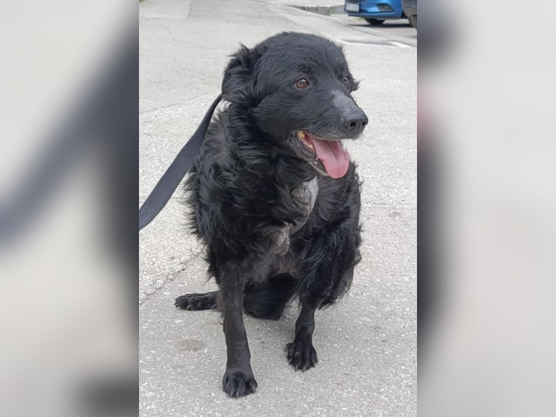 Nox ❤️ liebevoller Kämpfer auf 3-Beinen