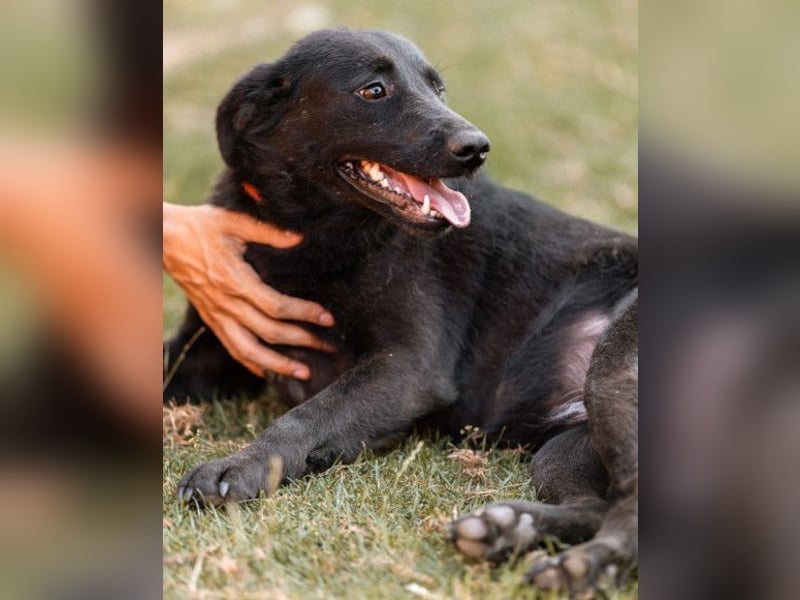 CHUNA❤️freundliche, neugierige & absolut liebenswerte Schmusepfote